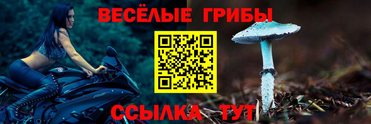 Псилоцибиновые грибы Cubensis  Вход с VPN  Псилоцибиновые грибы GOLDEN TEACHER  где купить наркоту  Буйнакск 